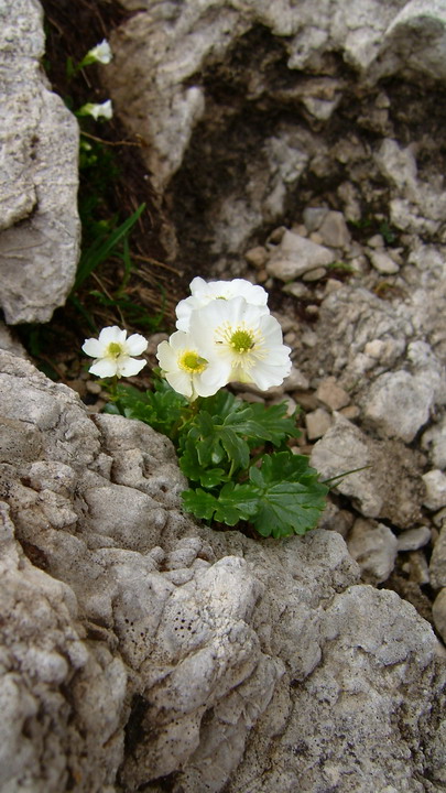 Ranunculus alpestris / Ranuncolo alpestre